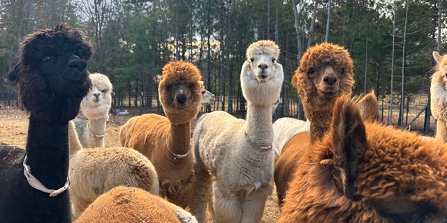 Group of fluffy alpacas.