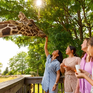 Family feeding a giraffe.