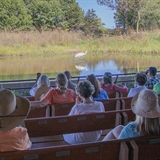 Whooping cranes at International Crane Foundation.
