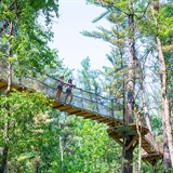 People walking at Mystic forest treewalk.