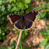 mourning cloak