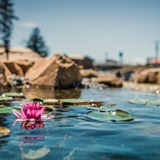Lilly pads in the pool area at Natura Treescape Resort.