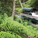 A duck boat goes through the forest.