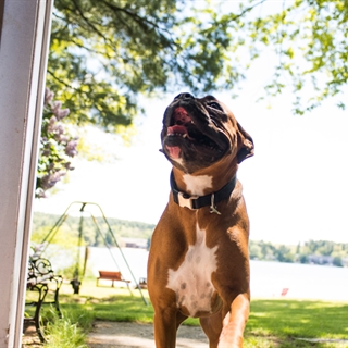 Bulldog type of dog on their way inside through a door.