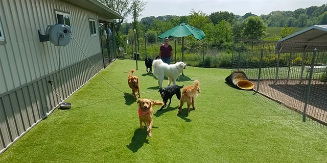 Dogs playing outside.