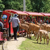 Visitors interact with Kudu.