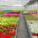 Flowers inside a greenhouse.